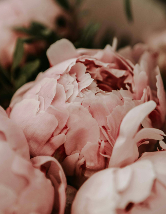 Alt="Photographie de pivoines roses pour illustre article de blog"