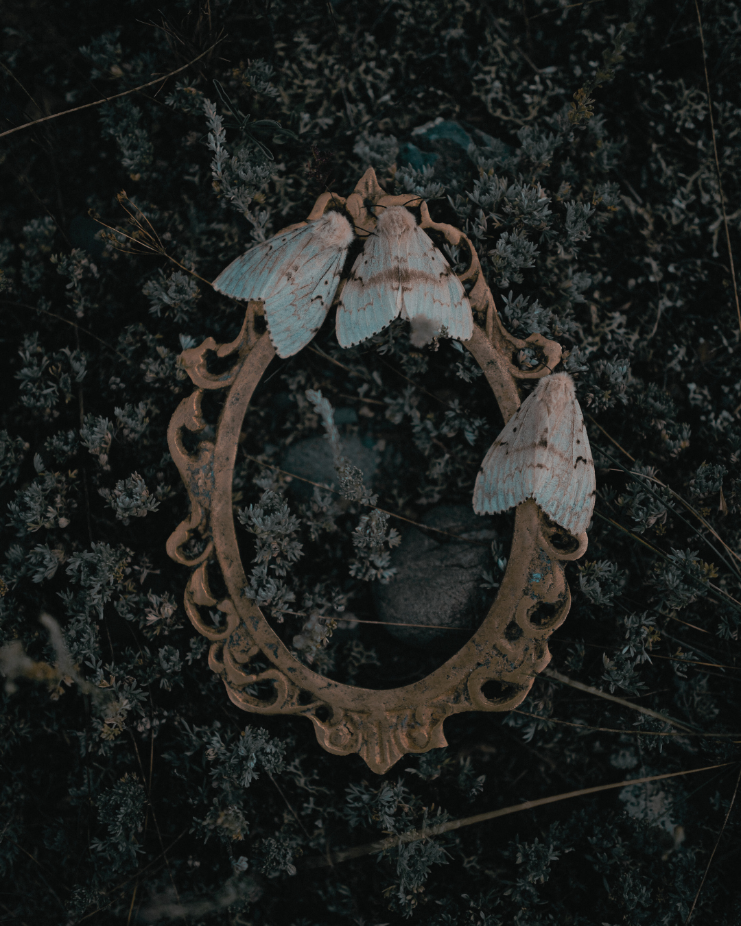 Photo d'un cadre posé dans de l'herbe avec posé dessus trois papillons de nuit