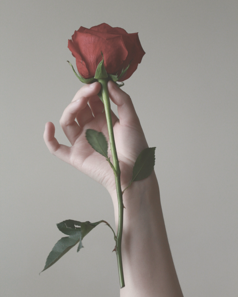 Main qui tient une rose rouge