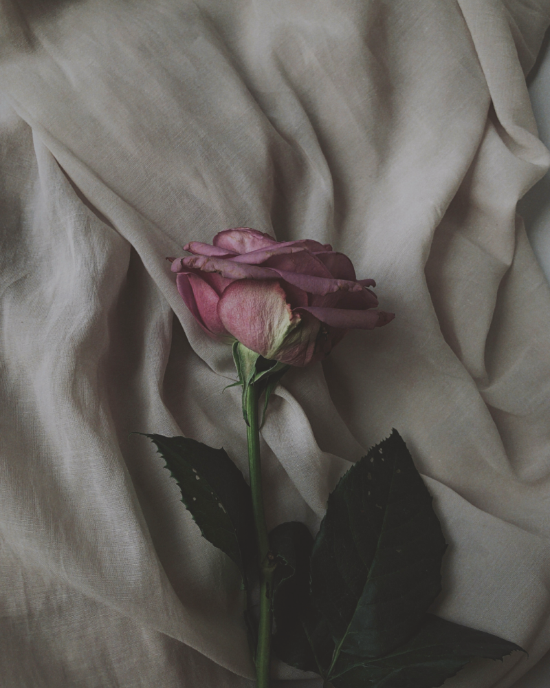 Rose rose posée sur un drap beige